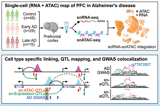 Single-Cell Epigenomics and Functional Fine-Mapping of