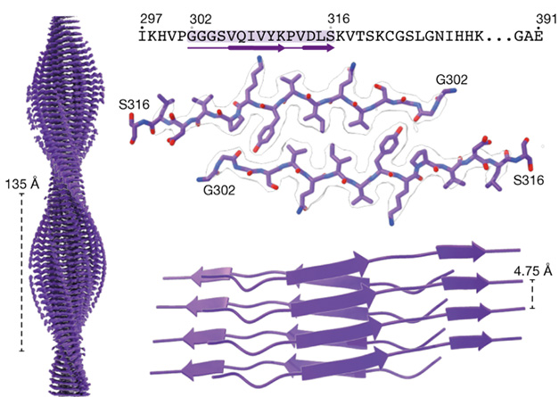 Assembly of recombinant tau into filaments identical to those of